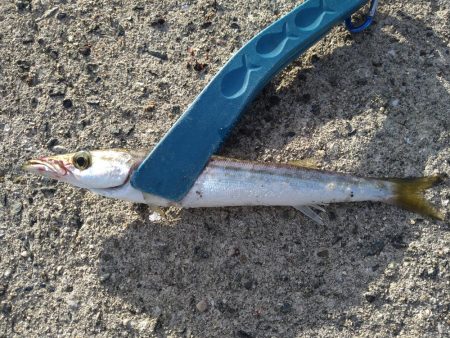 爆風カマス釣り